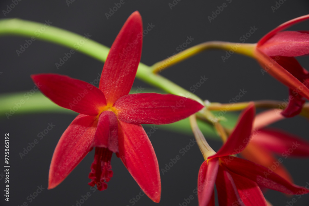 red orchid of the species laeliocattleya red orchid of the species laeliocattleya