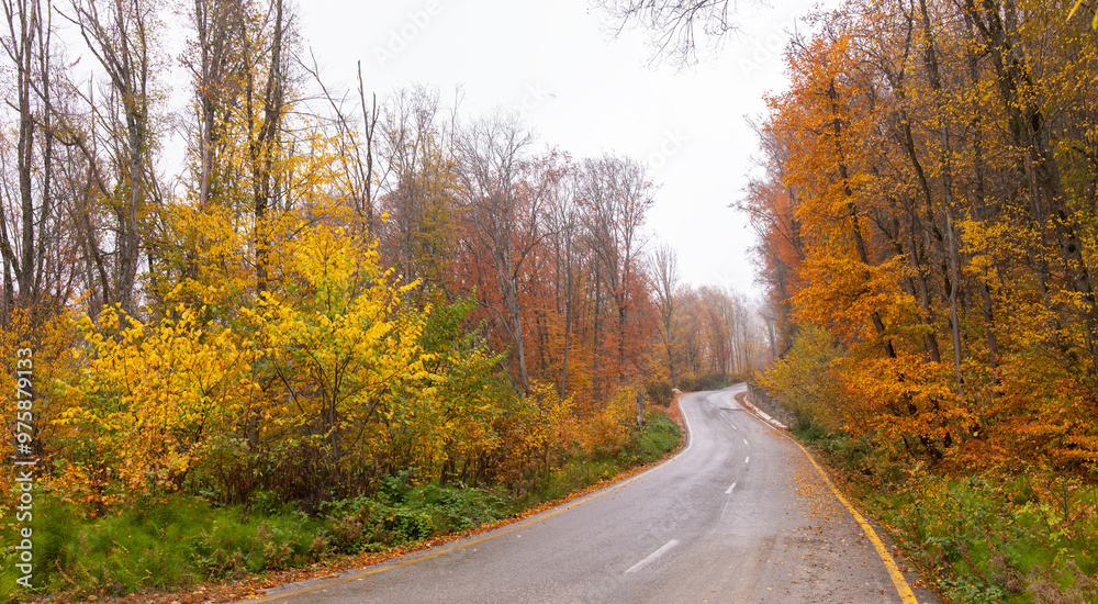 Asphalt road in the autumn forest. Asphalt road in the autumn forest.