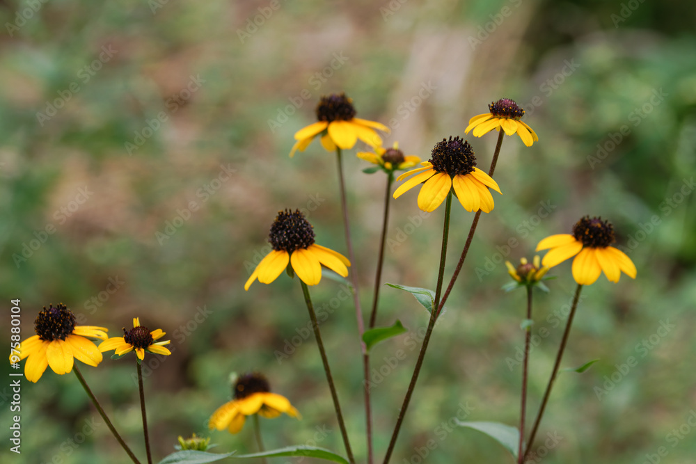 Obraz premium まだまだ元気なルドベキア