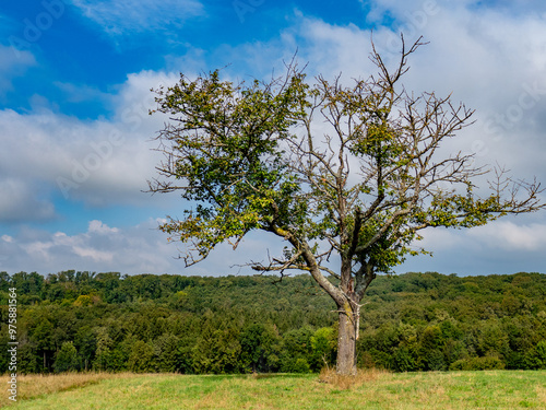 Einzeln stehender Obstbaum im Feld