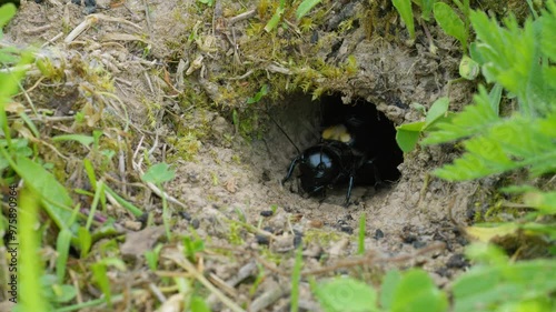 Field cricket (Gryllus campestris) sound, insect stridulating at the burrow photo