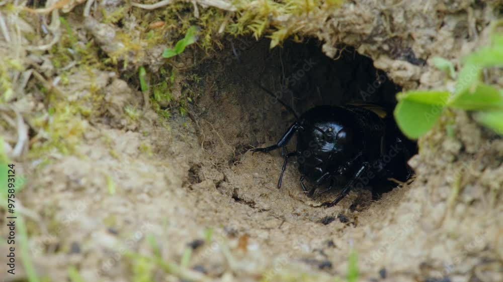 Field cricket (Gryllus campestris) sound, insect stridulating at the burrow
