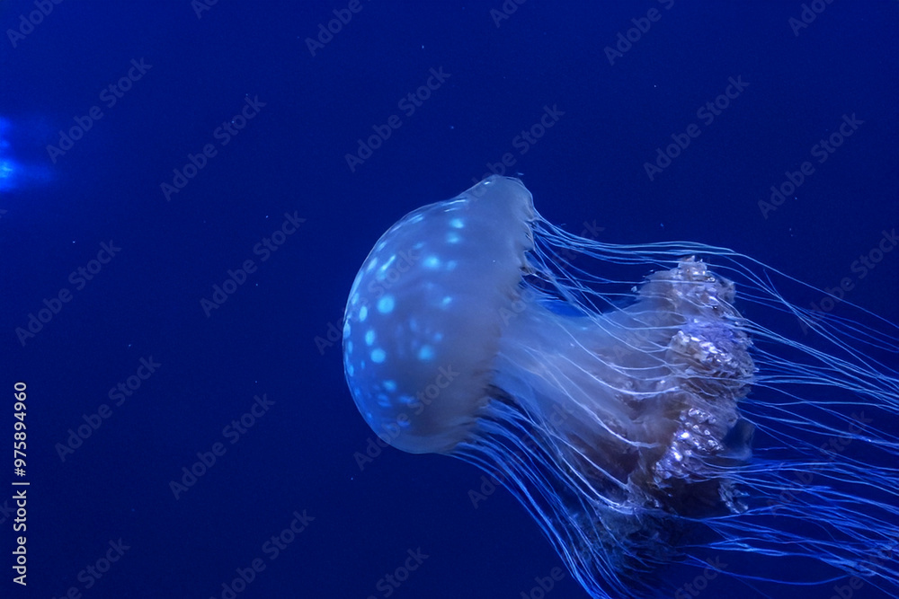 Jellyfish are animals that consist mainly of water