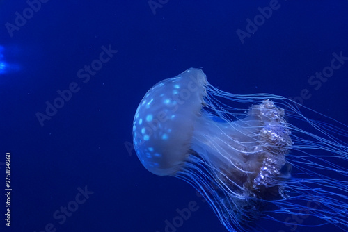 Obraz na płótnie Jellyfish are animals that consist mainly of water w salonie