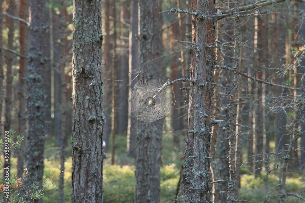 Fototapeta premium old fence