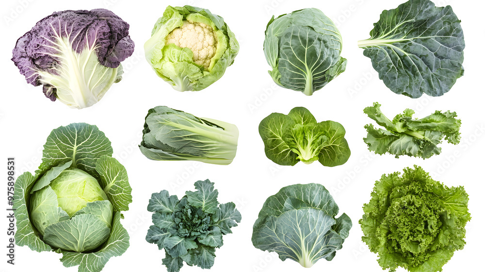 Set of Cabbage isolated on transparent background Set of Cabbage isolated on transparent background