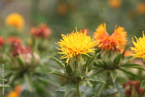 Valokuva 紅花