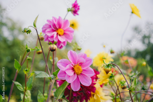 Beautiful colorful flowers - pastel colors photo