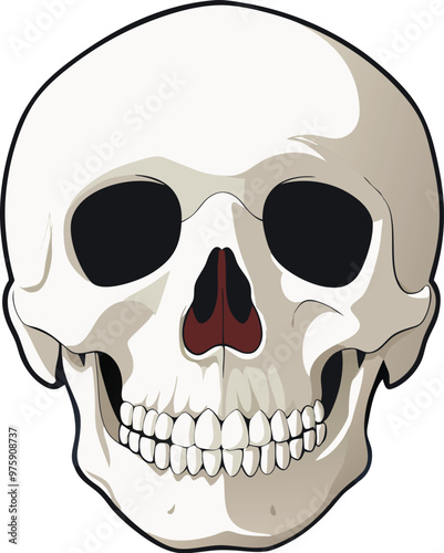 Human skull staring straight ahead on white background