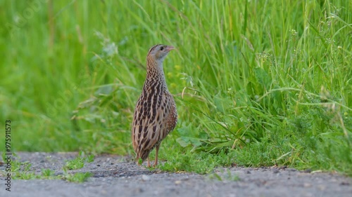 Corncrake (Crex crex) mating call, bird calling in the meadow