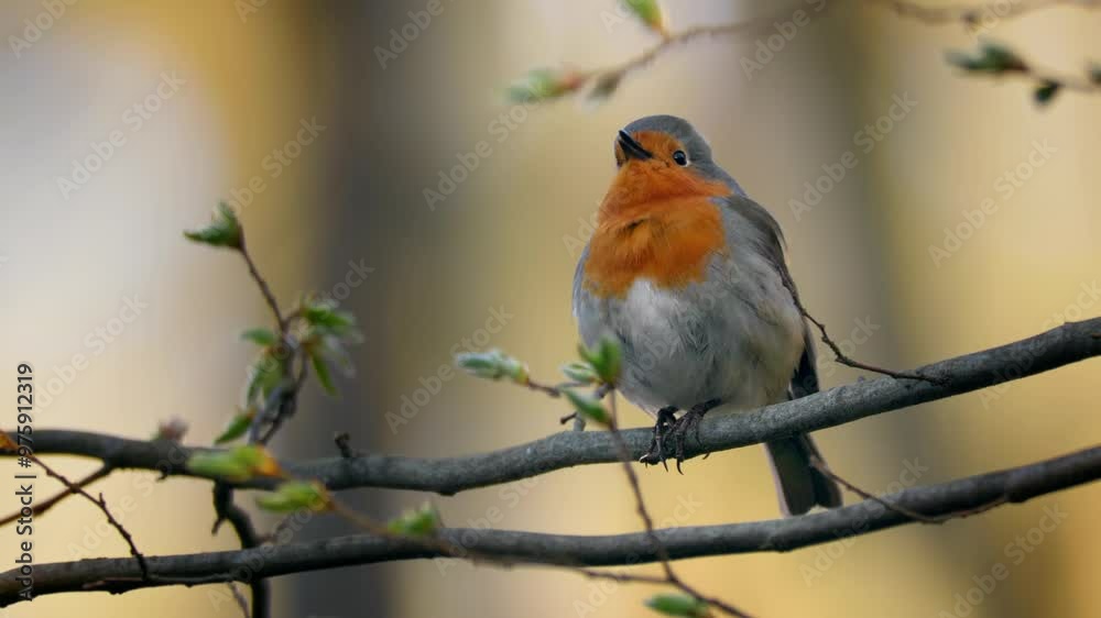 European robin (Erithacus rubecula) song, bird singing in spring forest European robin (Erithacus rubecula) song, bird singing in spring forest