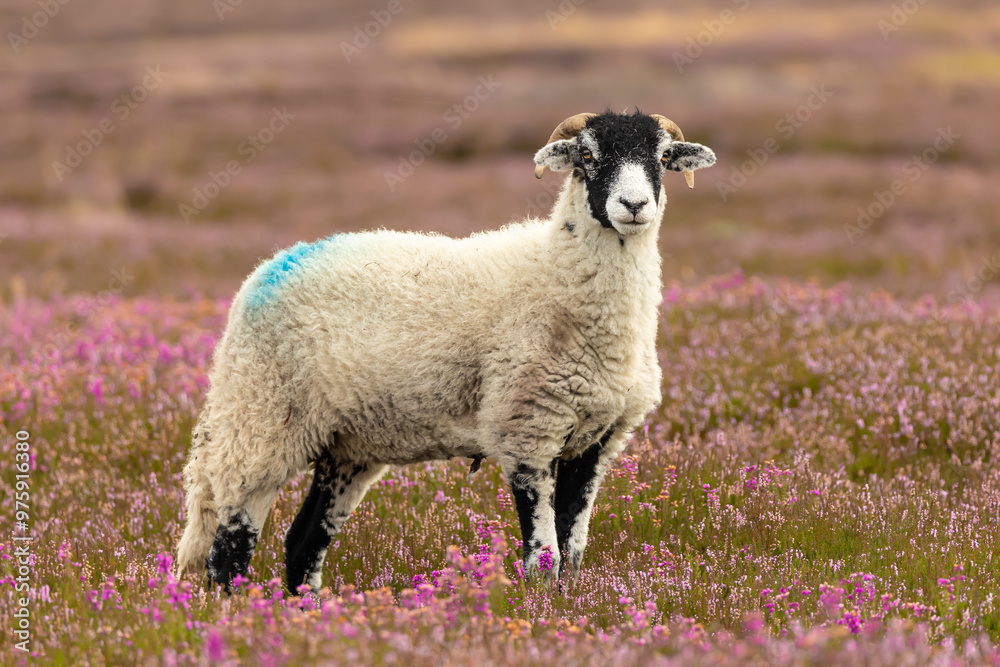 Obraz premium Swaledale ewe stood facing front in blooming pink heather, Yorkshire Dales, UK. Swaledale sheep are a breed native to the area in North Yorkshire. Horizontal, copy space.