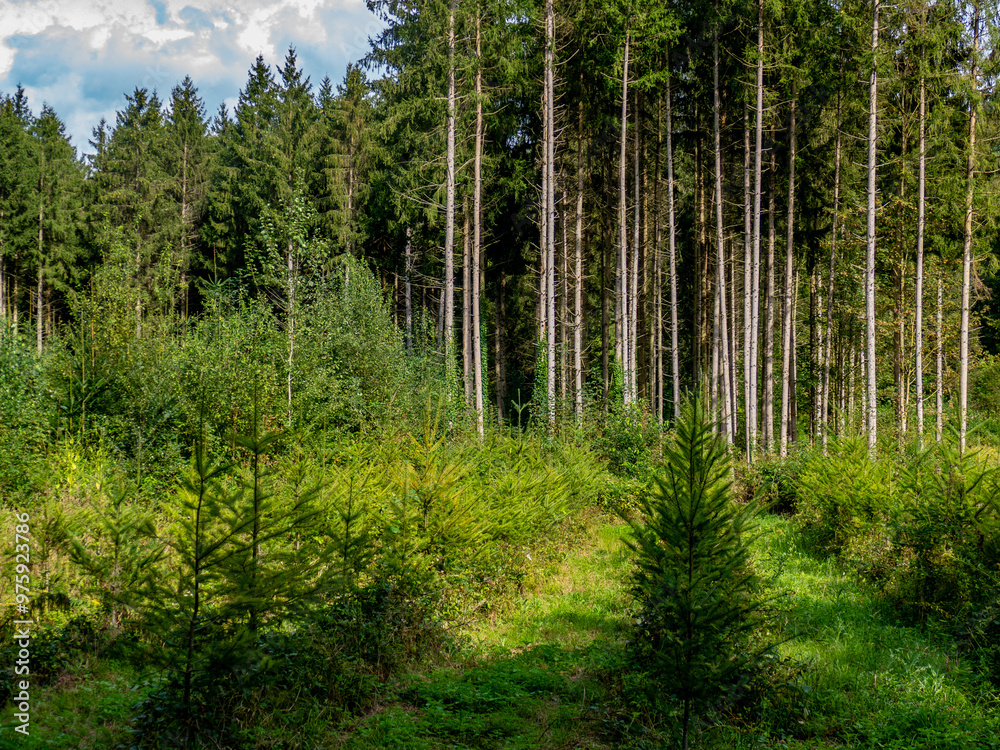 Wiederaufforstung nach Abholzung im Mischwald Wiederaufforstung nach Abholzung im Mischwald