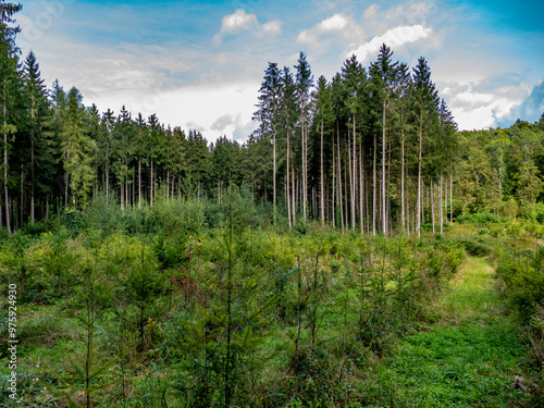 Wiederaufforstung nach Abholzung im Mischwald