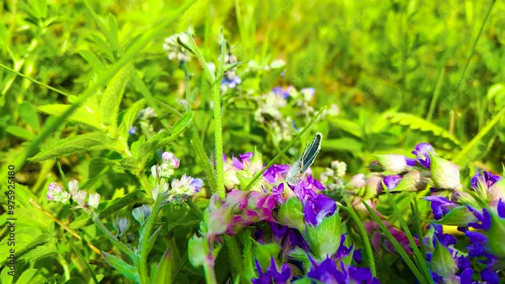 summer meadow withgreen grass, flowers and butterfly summer meadow withgreen grass, flowers and butterfly
