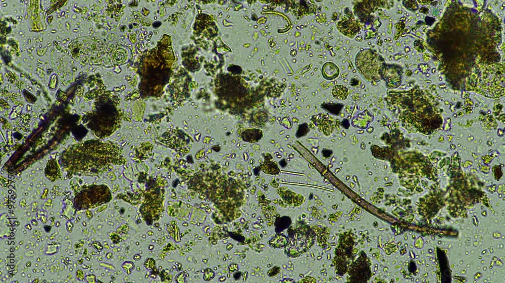 soil microorganisms under the microscope. farmer collecting soil samples in a test tube in a field. Agronomist checking soil carbon and plant health on a farm