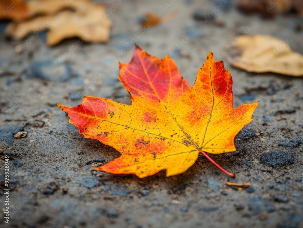 A Single Maple Leaf Fallen on a Gray Surface A Single Maple Leaf Fallen on a Gray Surface
