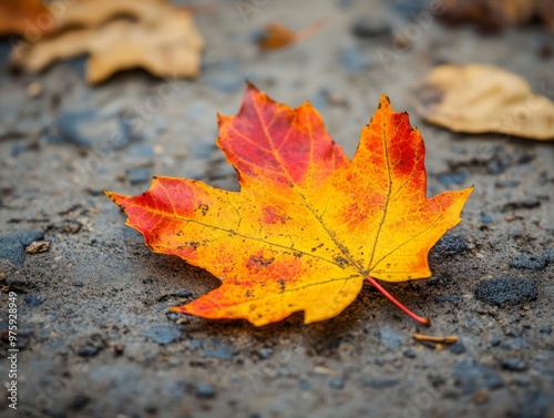 A Single Maple Leaf Fallen on a Gray Surface