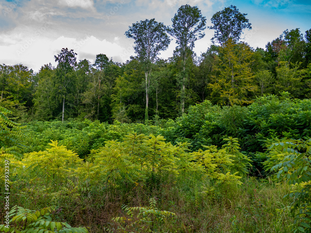 Fototapeta premium Wiederaufforstung nach Abholzung im Mischwald