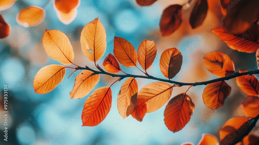A close-up of vibrant orange and red leaves on a tree branch, set against a blue sky.