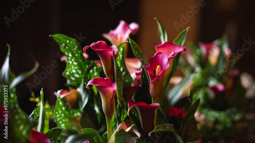 Close up. Blooming pink calla lilies (albomaculata) in a dark interior. photo