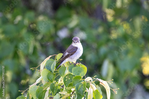 Pied flycatcher in a tree photo