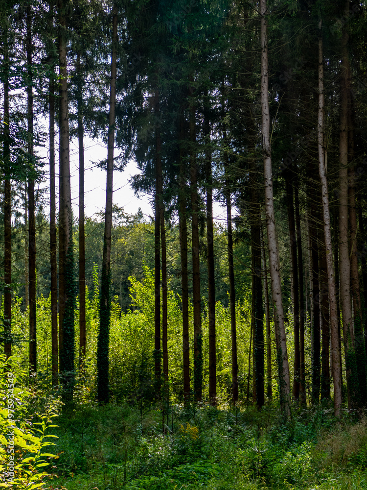Wiederaufforstung nach Abholzung im Mischwald Wiederaufforstung nach Abholzung im Mischwald