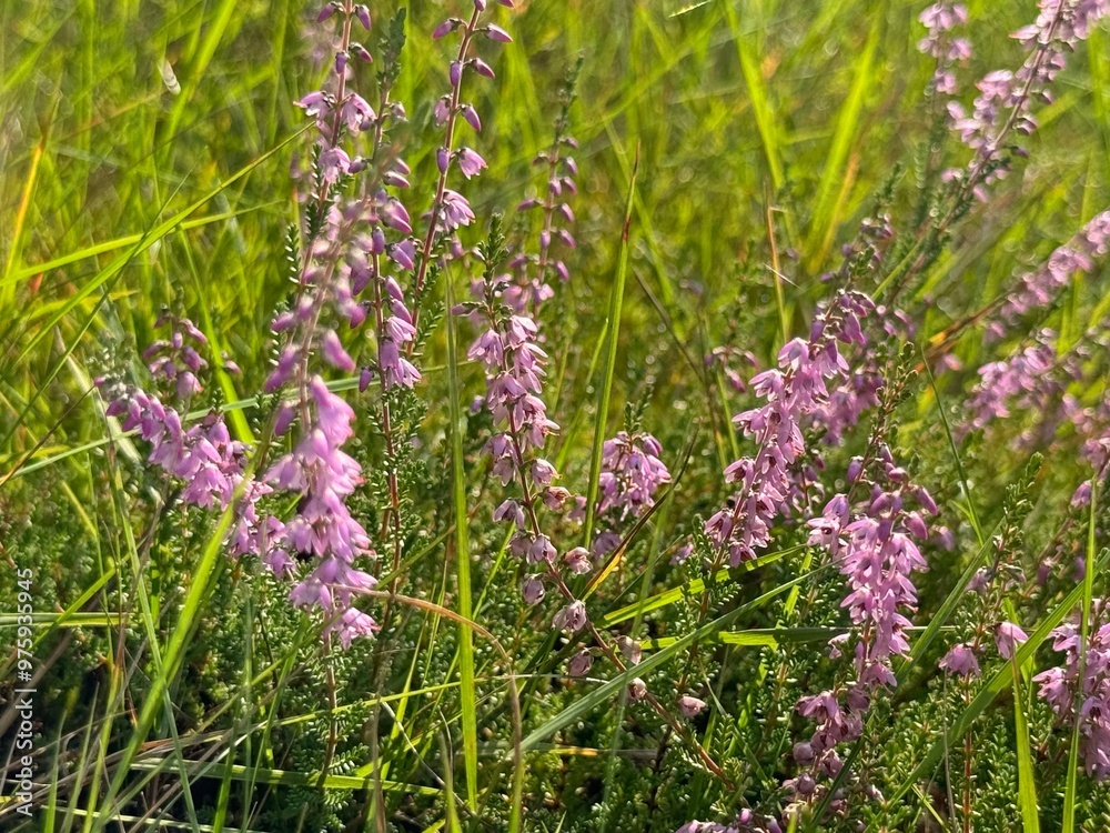 Obraz premium flowers in the meadow