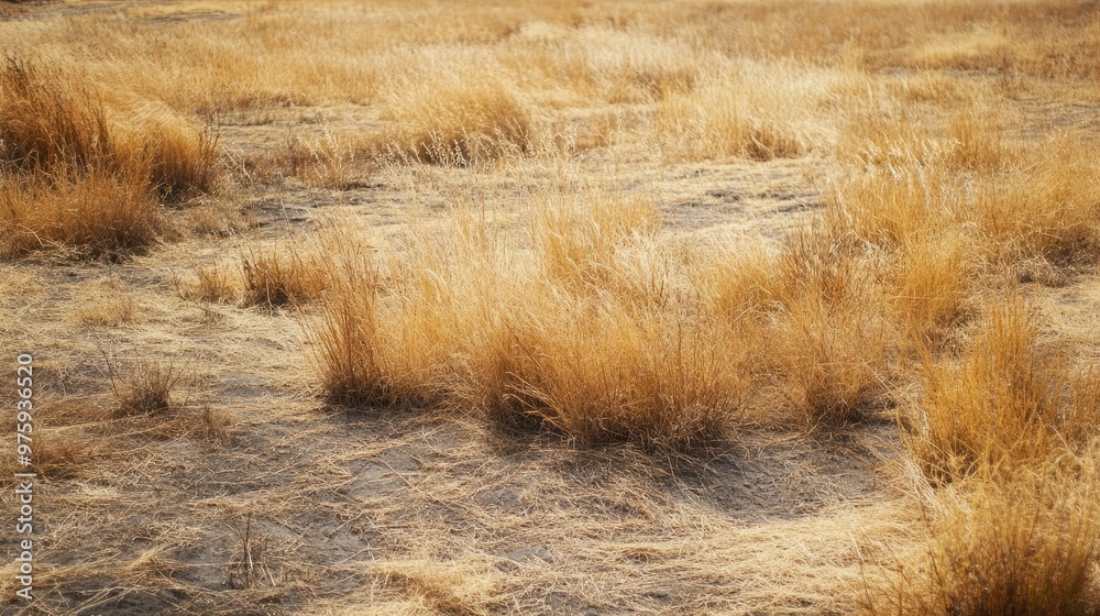 A field of sun-scorched grass and wilted plants, representing the effects of the dry season on agriculture. A field of sun-scorched grass and wilted plants, representing the effects of the dry season on agriculture.