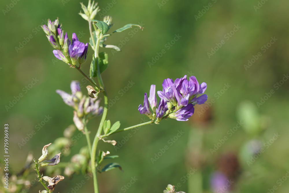 Close up flowers of Alfalfa, Lucerne (Medicago sativa), family Fabaceae. Summer, July, Netherlands Close up flowers of Alfalfa, Lucerne (Medicago sativa), family Fabaceae. Summer, July, Netherlands
