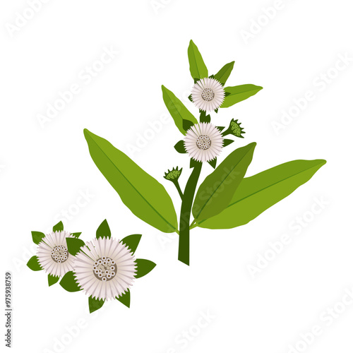Bhringraj flower leaves medical plant art illustration design vector