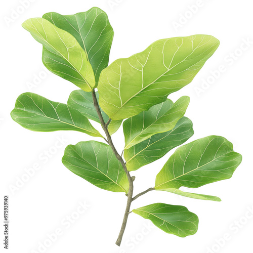 A vibrant green leaf branch showcasing fresh foliage perfect for nature-themed designs and eco-friendly projects.