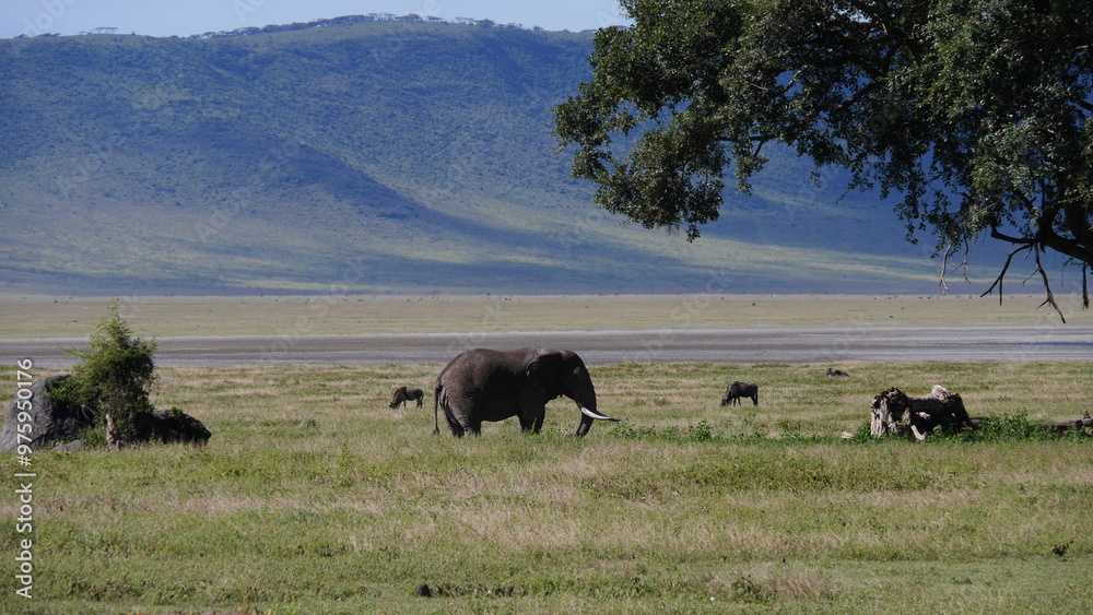 éléphant avec deux majestueuses défenses, et derrière lui la savane puis la colline. éléphant avec deux majestueuses défenses, et derrière lui la savane puis la colline.