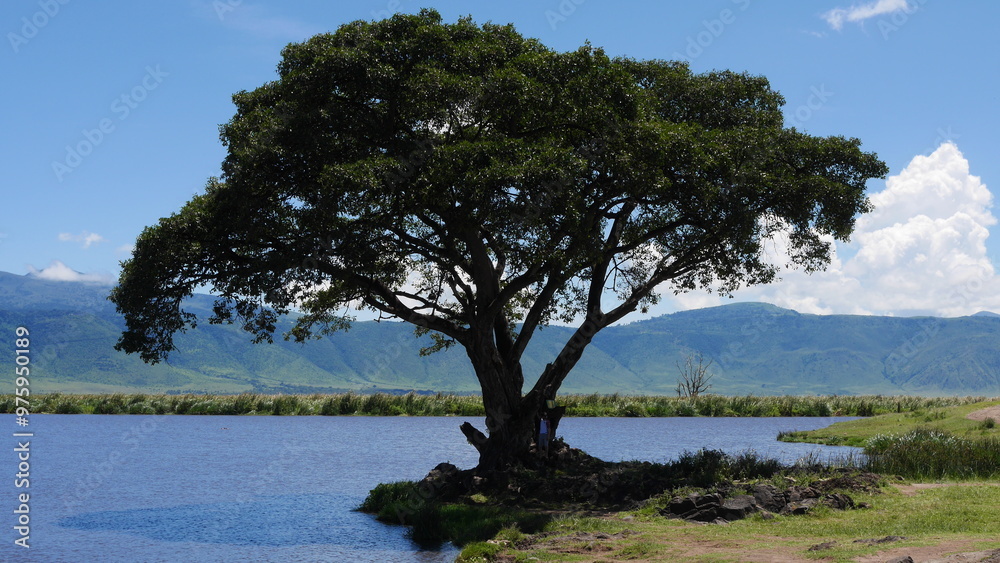 Arbre de Tanzanie, qui projette son ombre sur le lac de la plaine. Arbre de Tanzanie, qui projette son ombre sur le lac de la plaine.