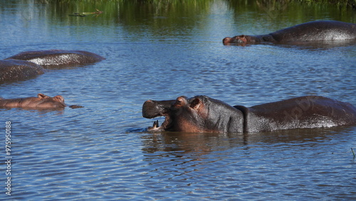 hippopotame qui ouvre la bouche au dessus de l'au du lac. On peut ses grandes dents apparaitre.