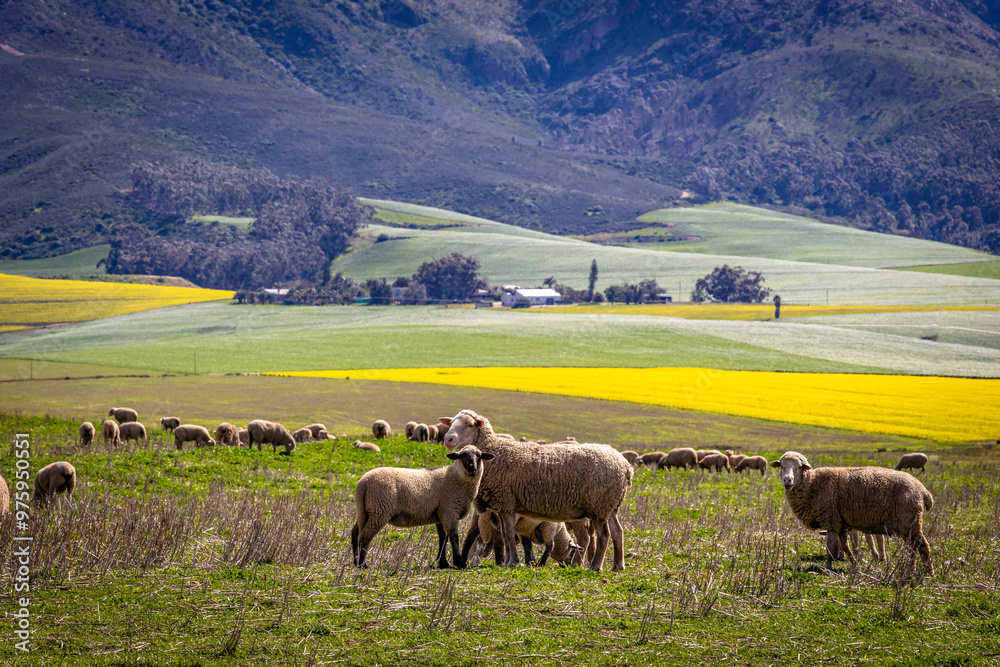 sheep grazing in the meadow sheep grazing in the meadow