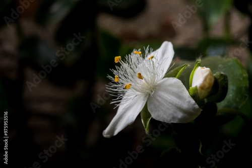 Closeup of Tradescantia fluminensis flower photo