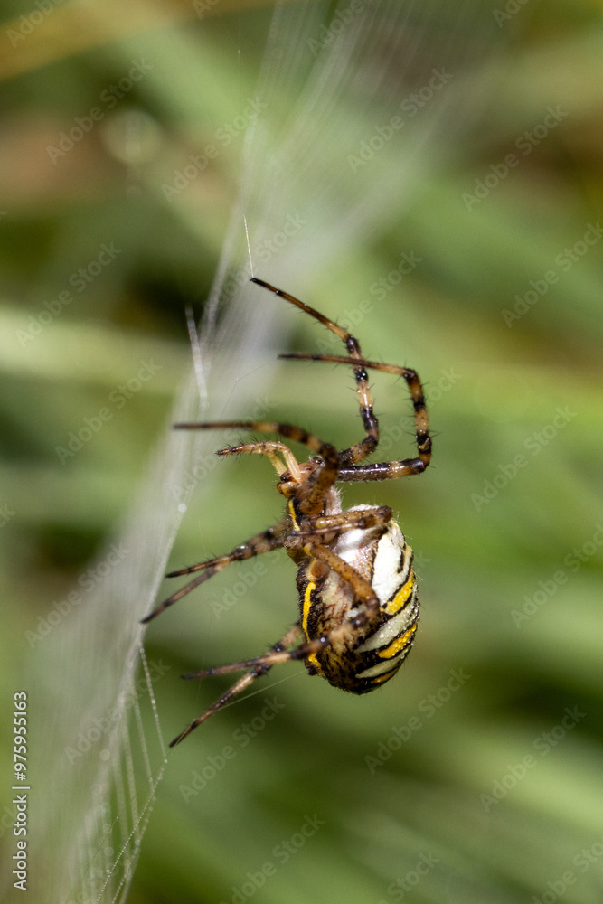 Wasp spider building her new web Wasp spider building her new web
