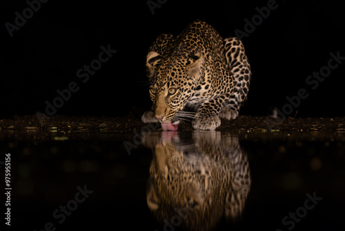 A leopard drinking in the middle of the night photo