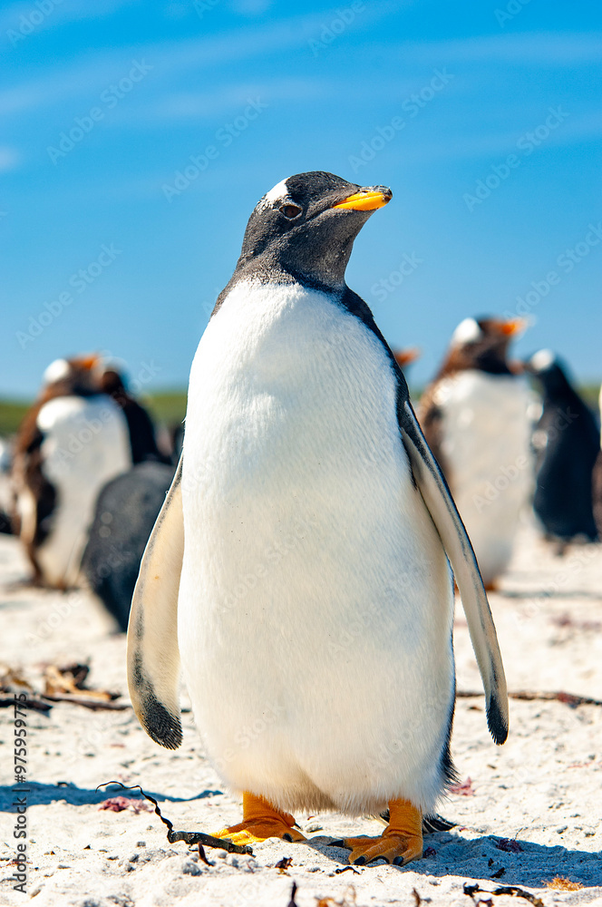 Fototapeta premium Gentoo Penguins Sea Lion Island The Falkland Islands