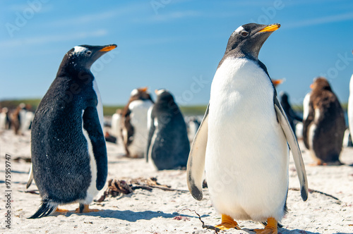 Gentoo Penguins Sea Lion Island The Falkland Islands