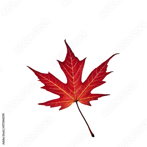 autumn maple leaf