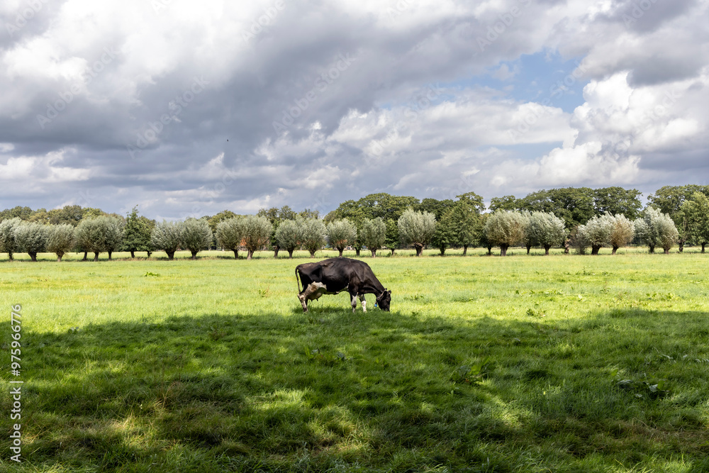 single cow on pasture in Woudenberg in the Netherlands