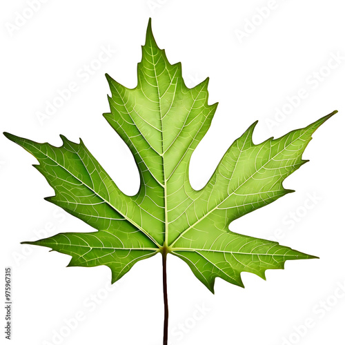 autumn maple leaf