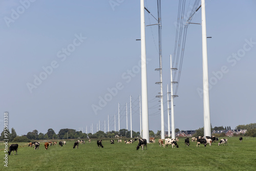 Herd of cows grazing under a power pole in Netherlands photo