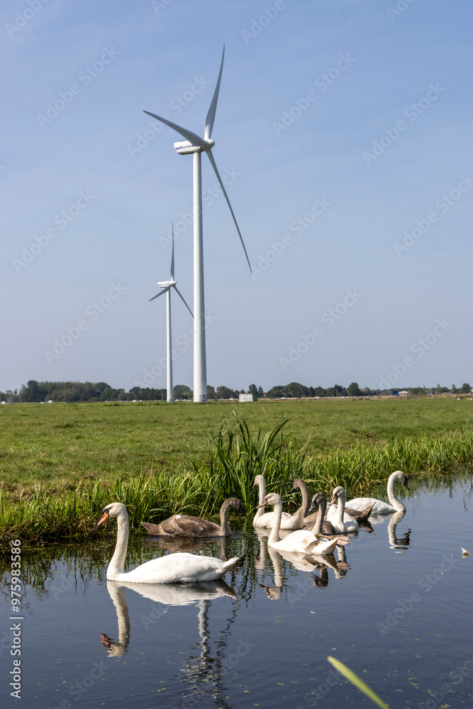 Swan family in front of a wind turbine in the Netherlands