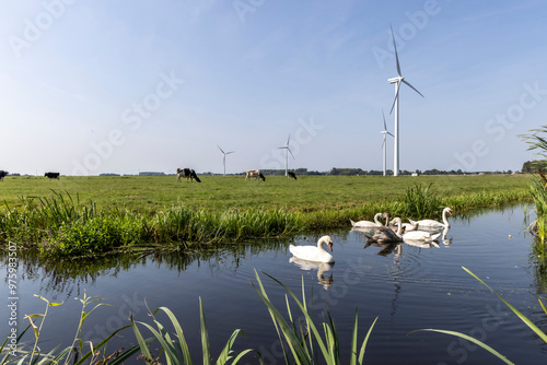 Swan family in front of a wind turbine in the Netherlands