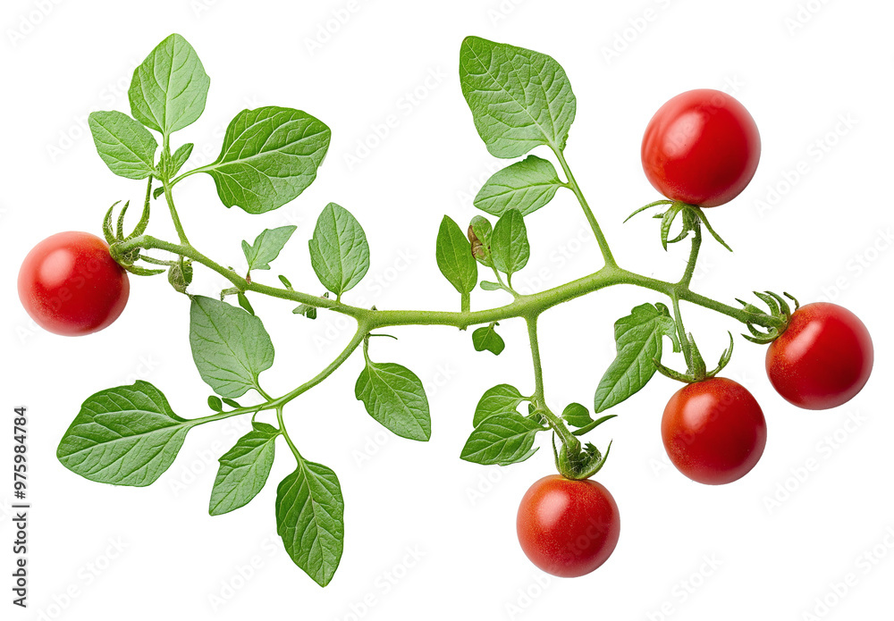 Fresh tomatoes with leaves on the branch, isolated over a transparent background Fresh tomatoes with leaves on the branch, isolated over a transparent background
