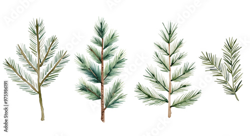 Watercolor fir branches set. Green spruce branch. Hand drawn illustration with pine