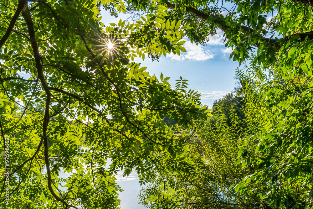 The sun shines through a green canopy of leaves in summer The sun shines through a green canopy of leaves in summer
